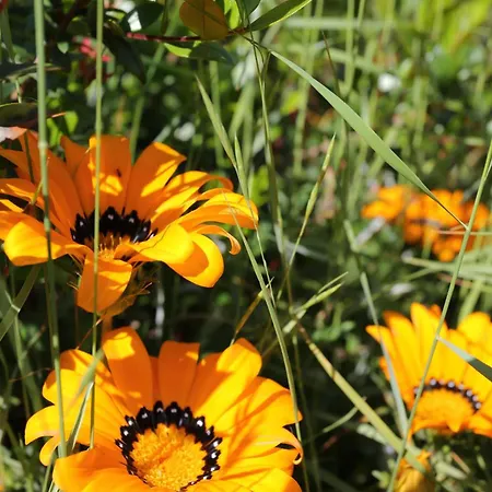 4385b Appartement Lumbarda