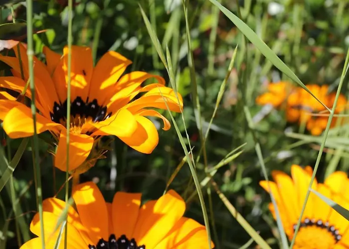 4385b דירה לומבארדה